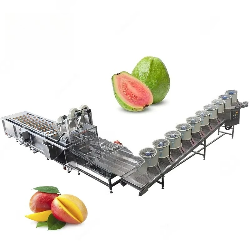 Processus de lavage de fruits et légumes vanille feuilles vertes Machine à laver industrielle Chou