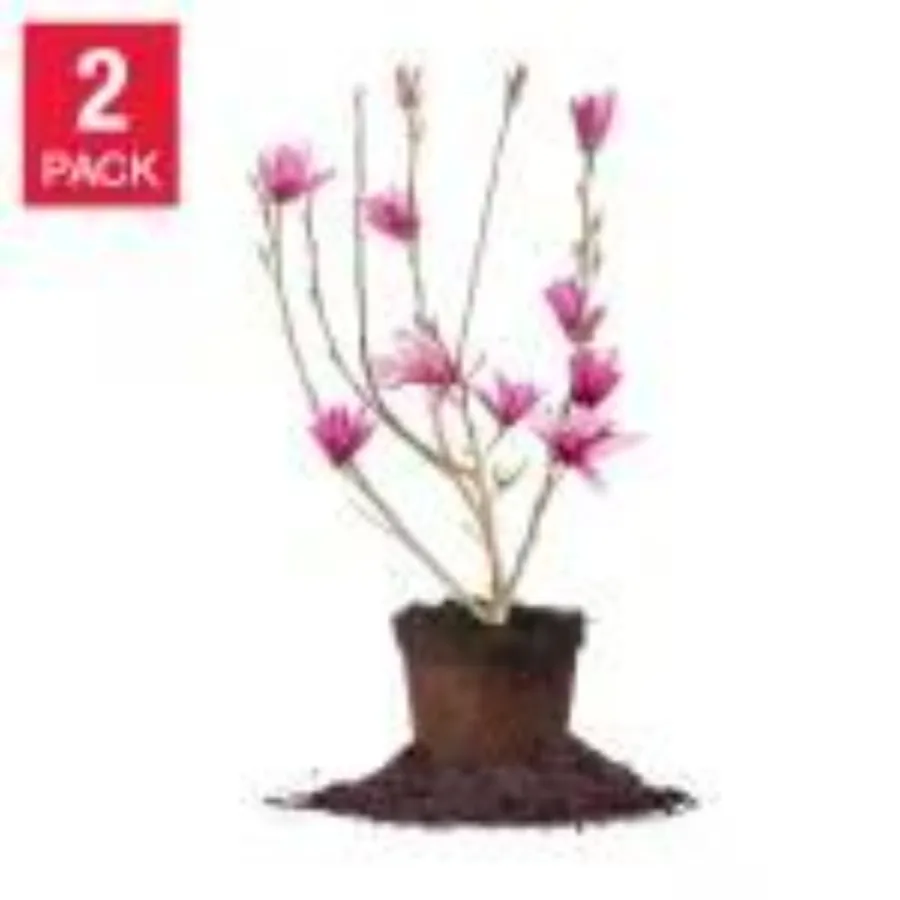 

Magnolia Tree 3 Gallon 2pack