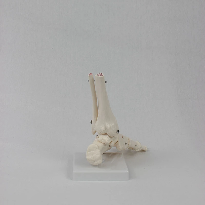 Foot Joint Model, Human Anatomy Model, Life Size, Foot Anatomy Model, Human Skeleton Model Teaching Equipment