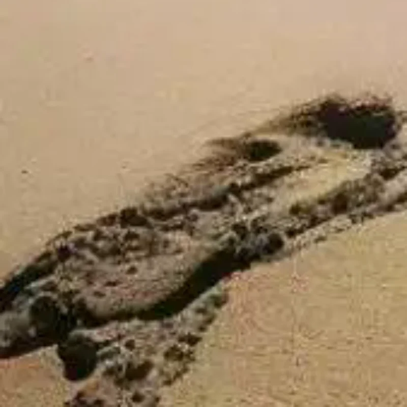 

1 шт., инструмент для массажа Гуа Ша из стали 304 — размер M для мобилизации больших мышц и мягких тканей