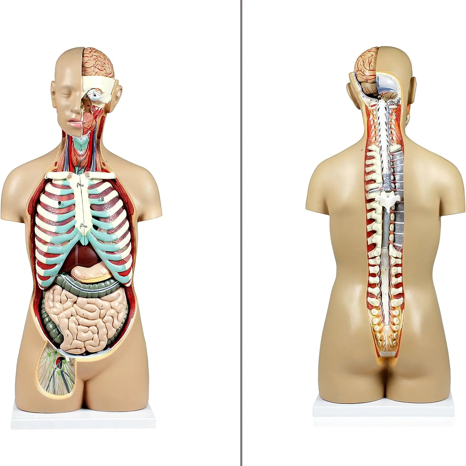 27-Part Dual-Sex PVC Manikin Open Back Human Torso with Exposed Muscular Layers Vertebral Column & Nerve Branches for Training