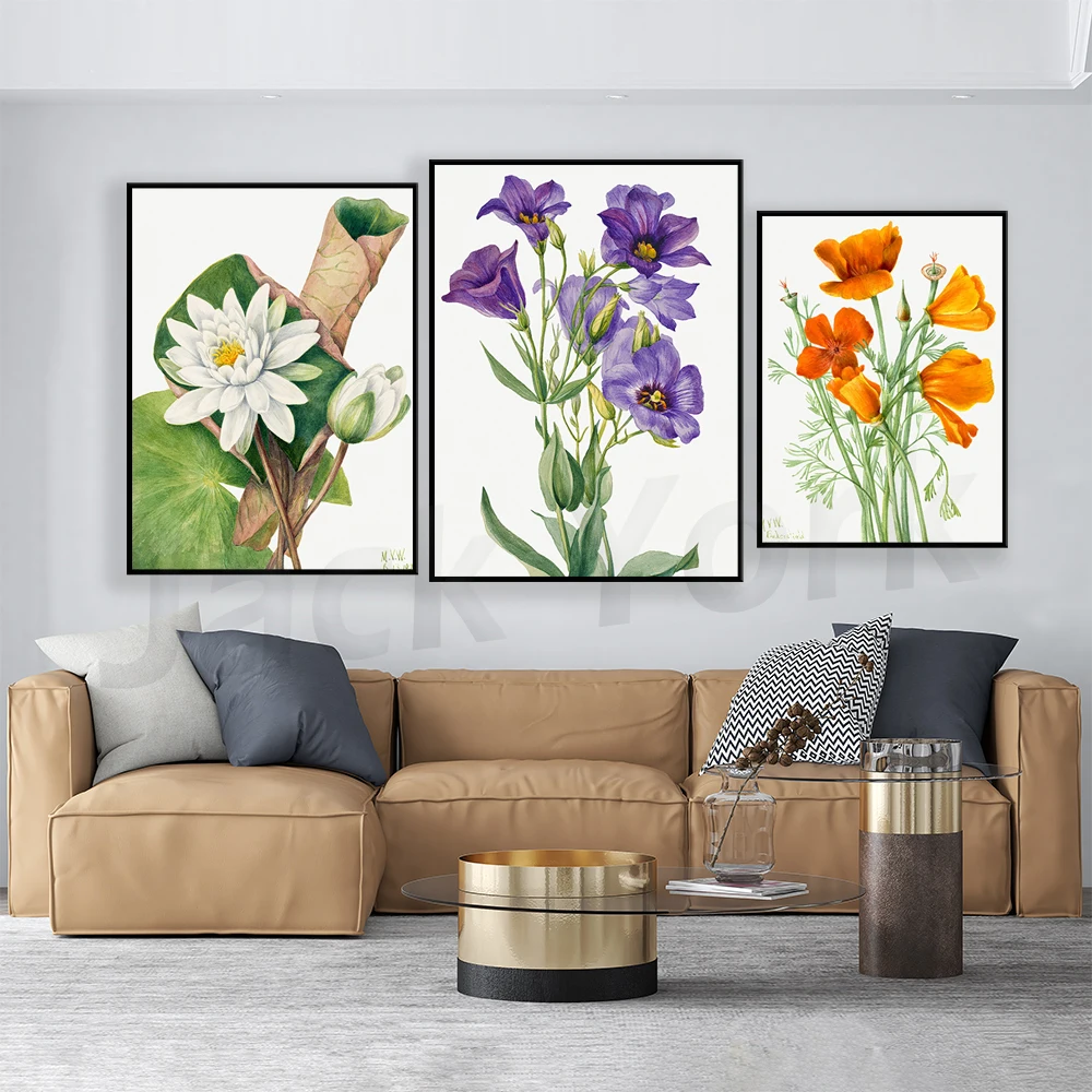 California Poppy Vintage Botanical Art by Mary Vaux Walcott, Poppy Flower, California Poppy Art, Vintage California Art