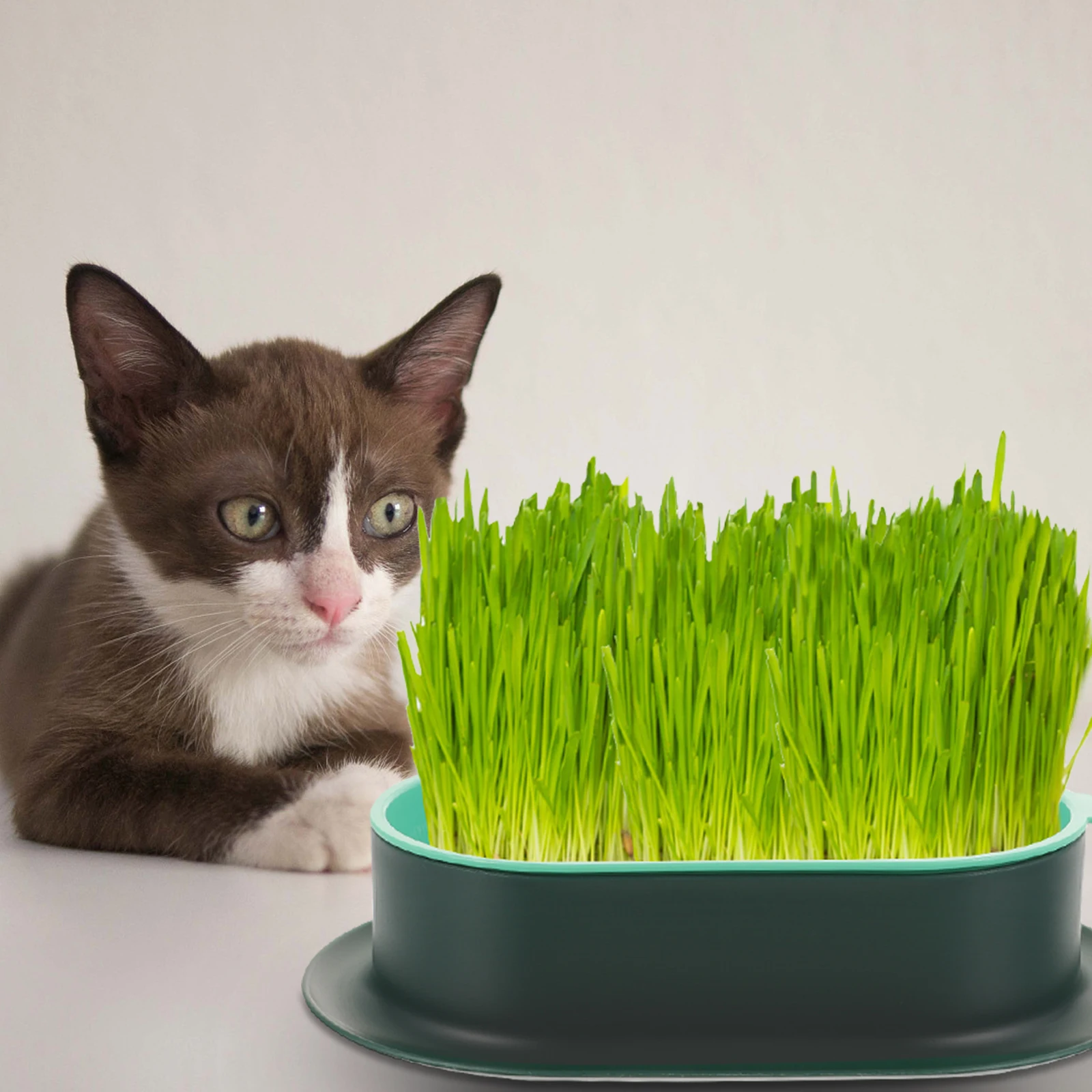 

Plastic Cat Grass Planter Hydroponic Box Durable Large Area Simple Practical Compact Design Gardening Tool Kit