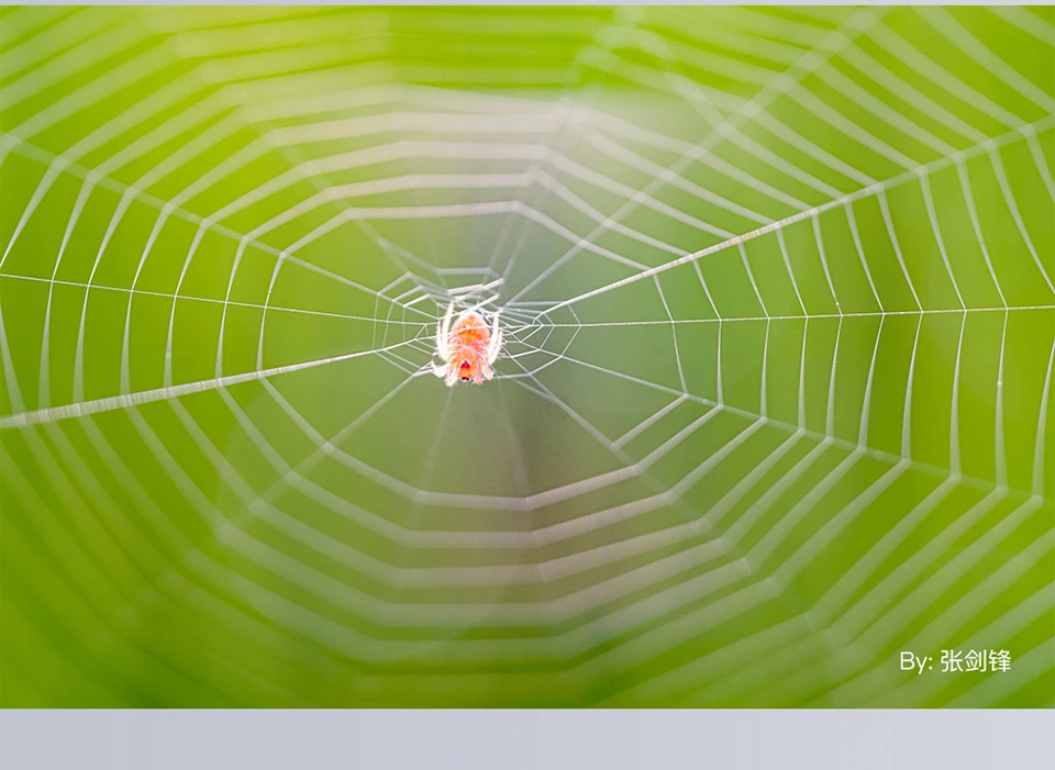 TTARTISAN 40mm F2.8 APS-C Makro-Kameraobjektiv für Insekten, Schmuck, Porträts, Stilleben, kompatibel mit Fuji XF, Sony A7RIII, Z, RF, M43 – Detail 20