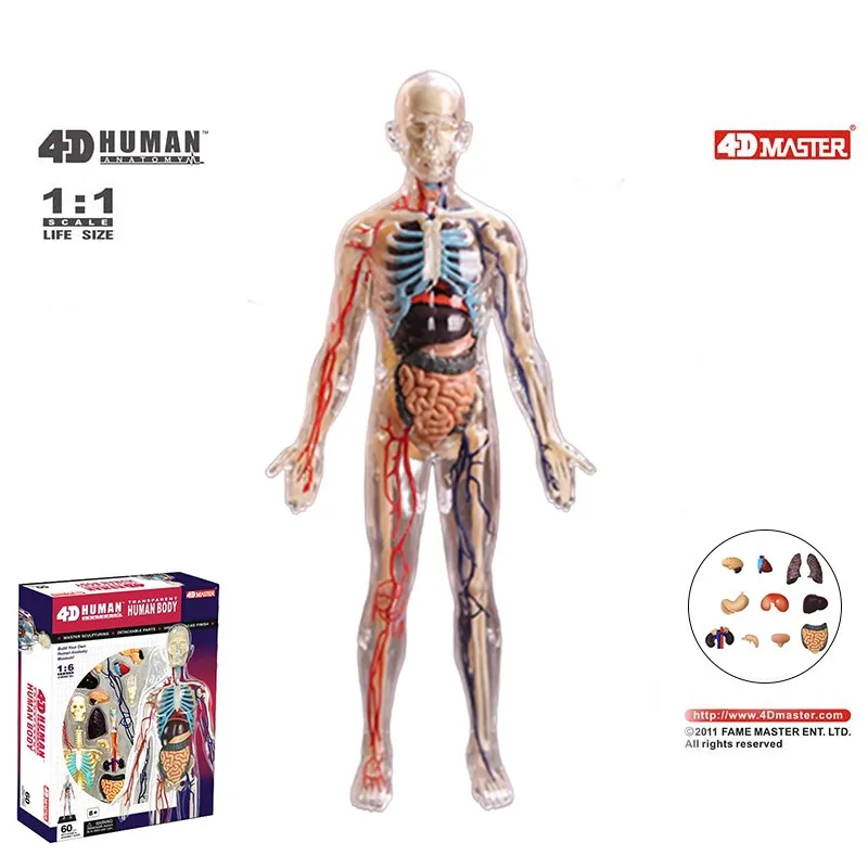 Human Anatomy 1:6 Translucent Person 4D Master Assembling Toy Human Body Organ Anatomical Model DIY Popular Science Appliances