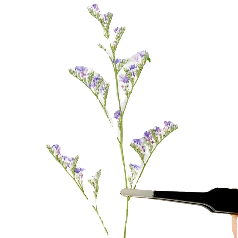 24 Stück/9–12 cm, Naturliebhaber, Gras, getrocknete Blumen, DIY-Grußkarte, Fotorahmen, Kleber, Handyhülle, handgefertigtes Lesezeichen, Maniküre-Material – Detail 5
