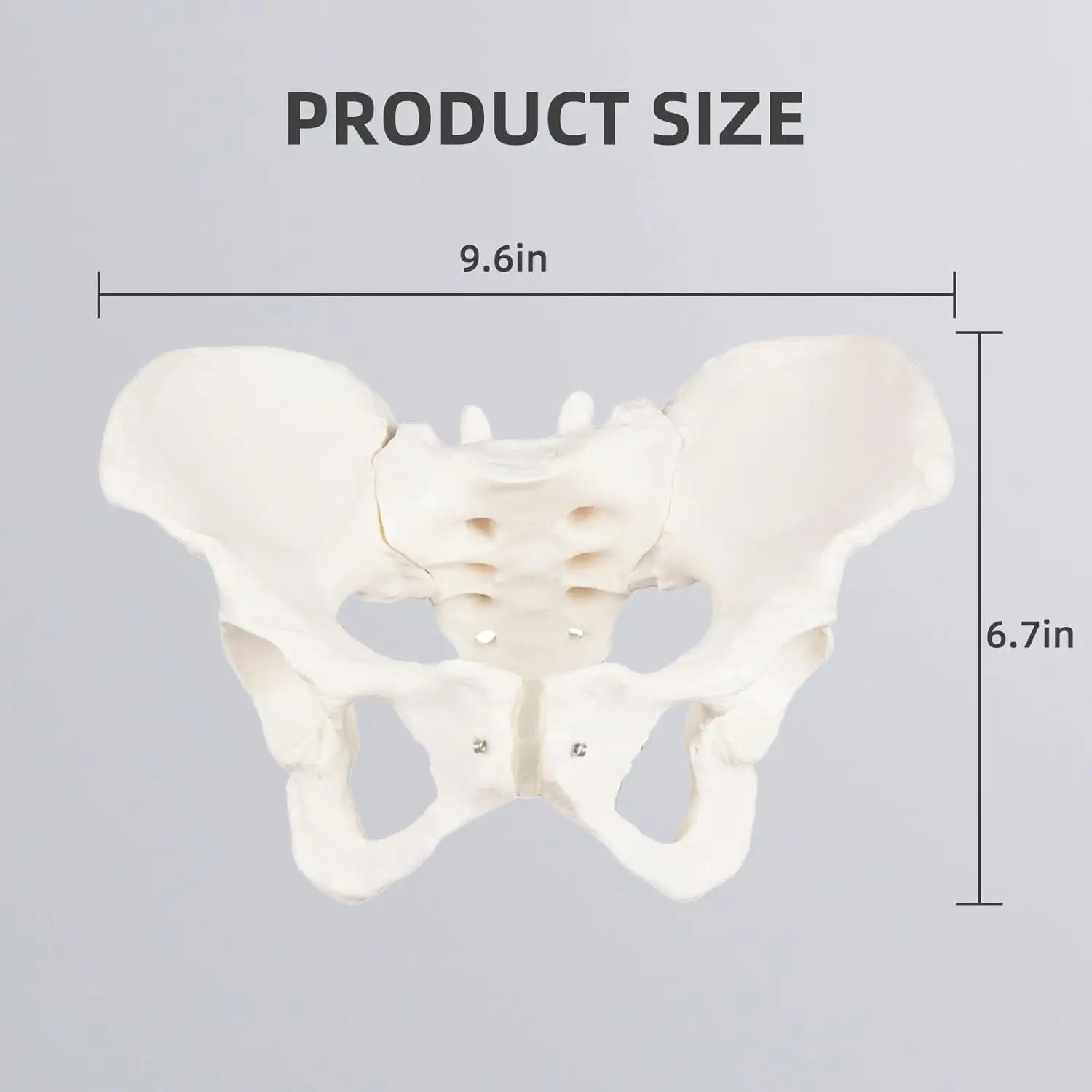 Postpartum Rehabilitation Pelvic Model - Dynamic Educational Kit with Movable Pubic Symphysis & Sacroiliac Joint