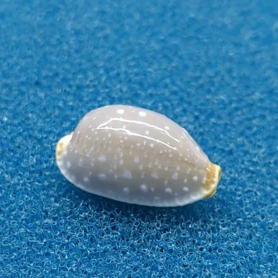 Conchas de cono de tulipán, gastridio, tulipa, Conus, concha para espécimen, joyería creativa DIY, pecera náutica, acuario, 1 ud.