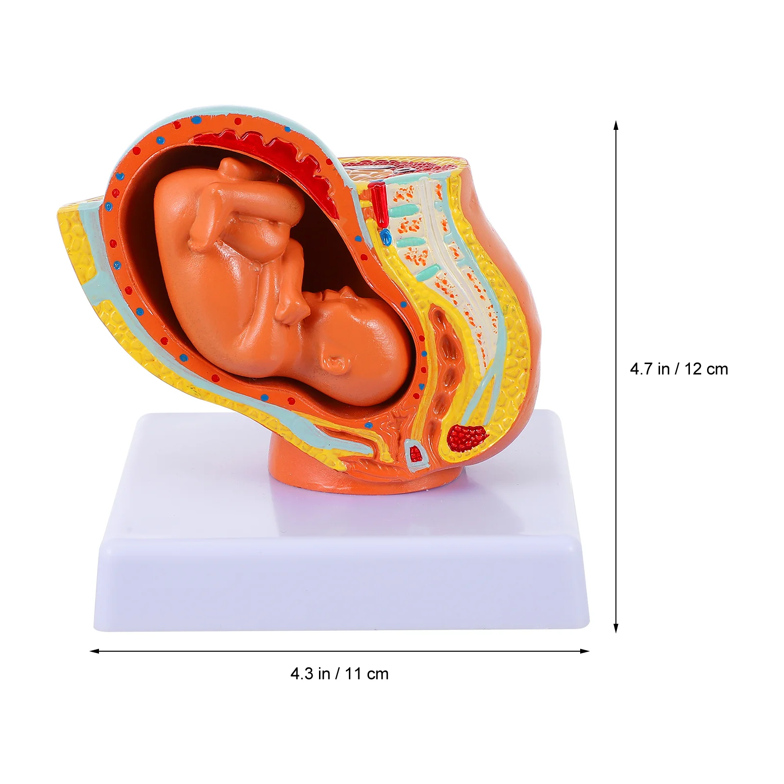 1pc Women Uterus Embryo Display Model Teaching Full-term Uterine Fetus Model Women Uterus Embryo Model