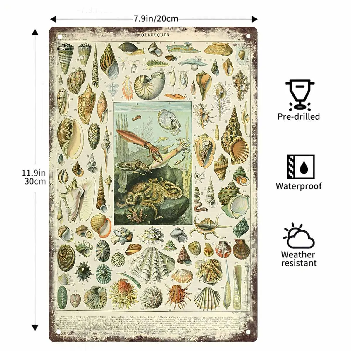 2D FLAT 1pc Vintage Mollusques Shells Scientific Wall Poster Decoration for Home Cafe Garage Bedroom Porch And Garden