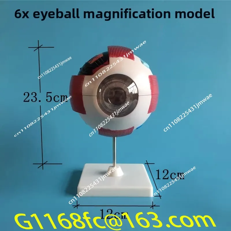6X Magnification Eye Model, Facial Features Eye Structural Anatomy Teaching Model