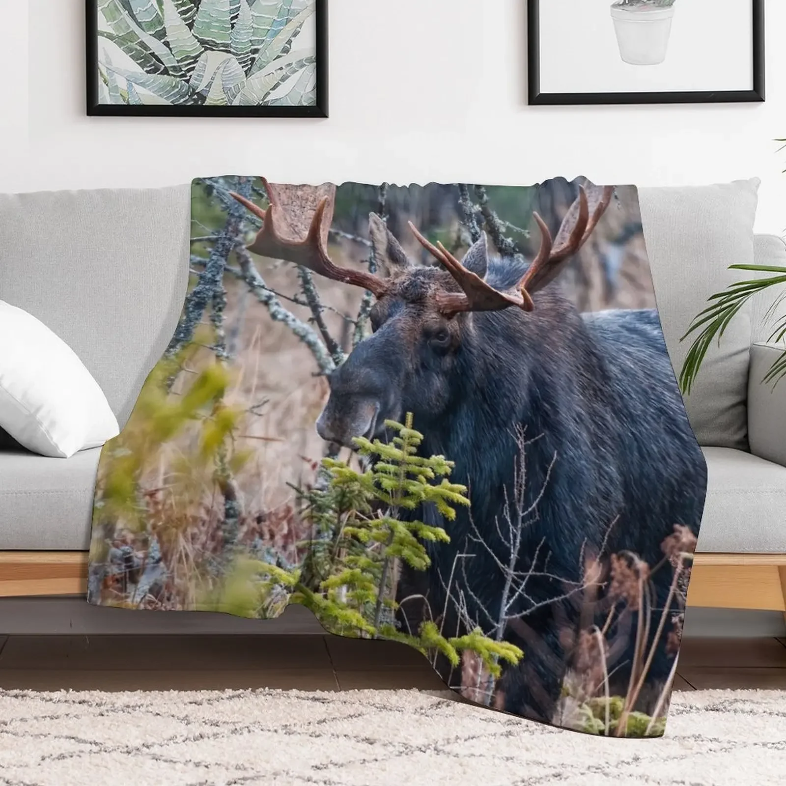 Bull Moose Throw Blanket Thermal christmas gifts Sofa Blankets