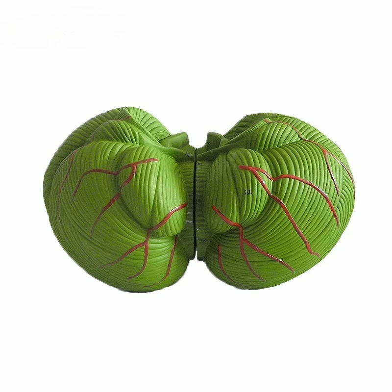 

Cerebellum nursing skills training model is durable