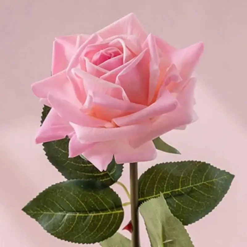 Light pink rose