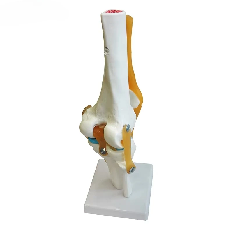 

With Ligament Medical Educational Life Size Human Knee Joint Model