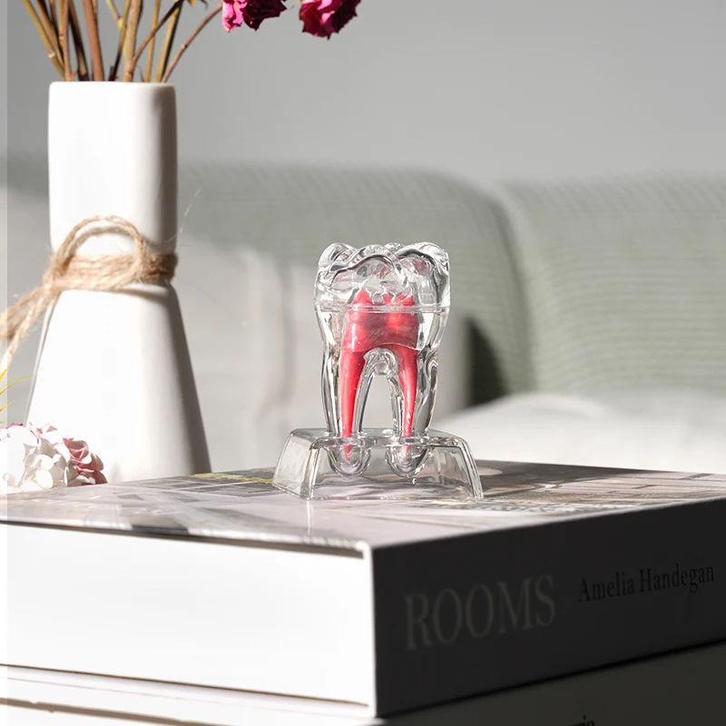 1pc Dental Anatomical Model Transparent Detachable Tooth Decomposition Model Large Tooth Molar Model Dentistry Clinic Ornaments