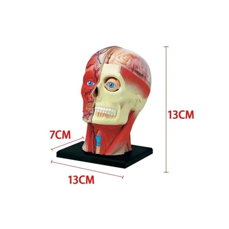 4D Assembled Humans Skeleton Anatomical Model Brain Nasal Oral Pharynx Larynx Cavity Model Anatomia Exploded Skull Education Toy