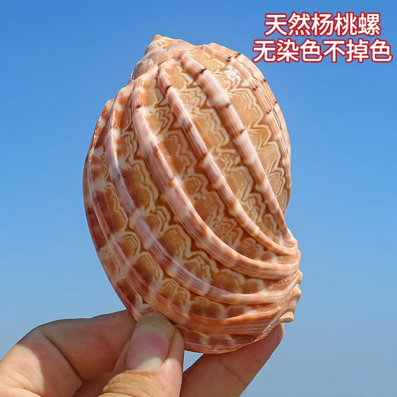 Ficopsis Ficus Snail Hermit Crab Shell Natural Conch Shell for Fish Tank Ornaments Indoor Decorative Pipa Snail Shell view 3