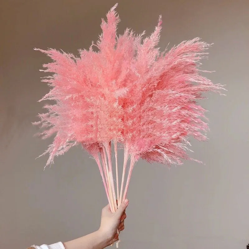 Natural Decorative Plumes Flores Secas White, Pink Bouquet Flowers Artificiales Para Decoracion Small Pampas Grass