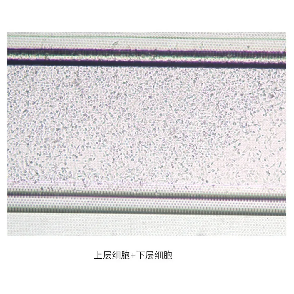Microfluidic Porous Array Lithography Filter Membrane Custom Cell Filtration Automatic Culture Organ Chip PDMS Bonding