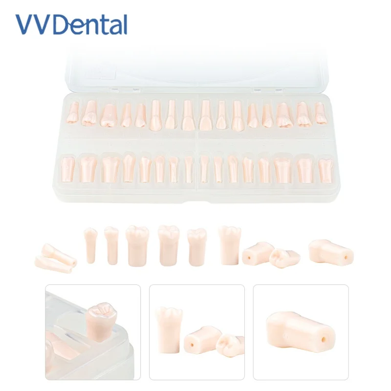

1Box/32 Dental All Mouth Resin Teeth Models w/ Screw & Screwdriver for Dental Technician Practice Dentistry Resin Tooth Material