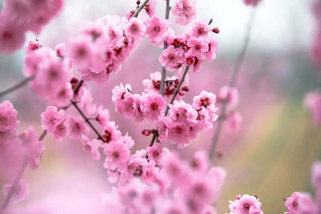 

for WPL E-1 1/16 RC Tank Toy 2.4G 4WD Super Crawler Tracked Remote Control 1:16 Off-Road Vehicle Electric kids RC Toys for Boys