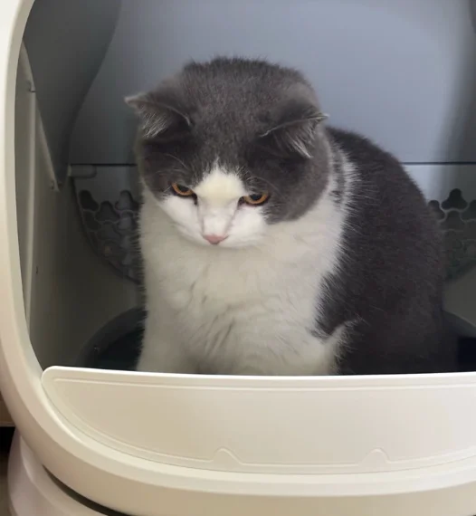 Fully automatic cat litter box, oversized, splash proof, open type, odor proof, intelligent electric cleaning, cat toilet