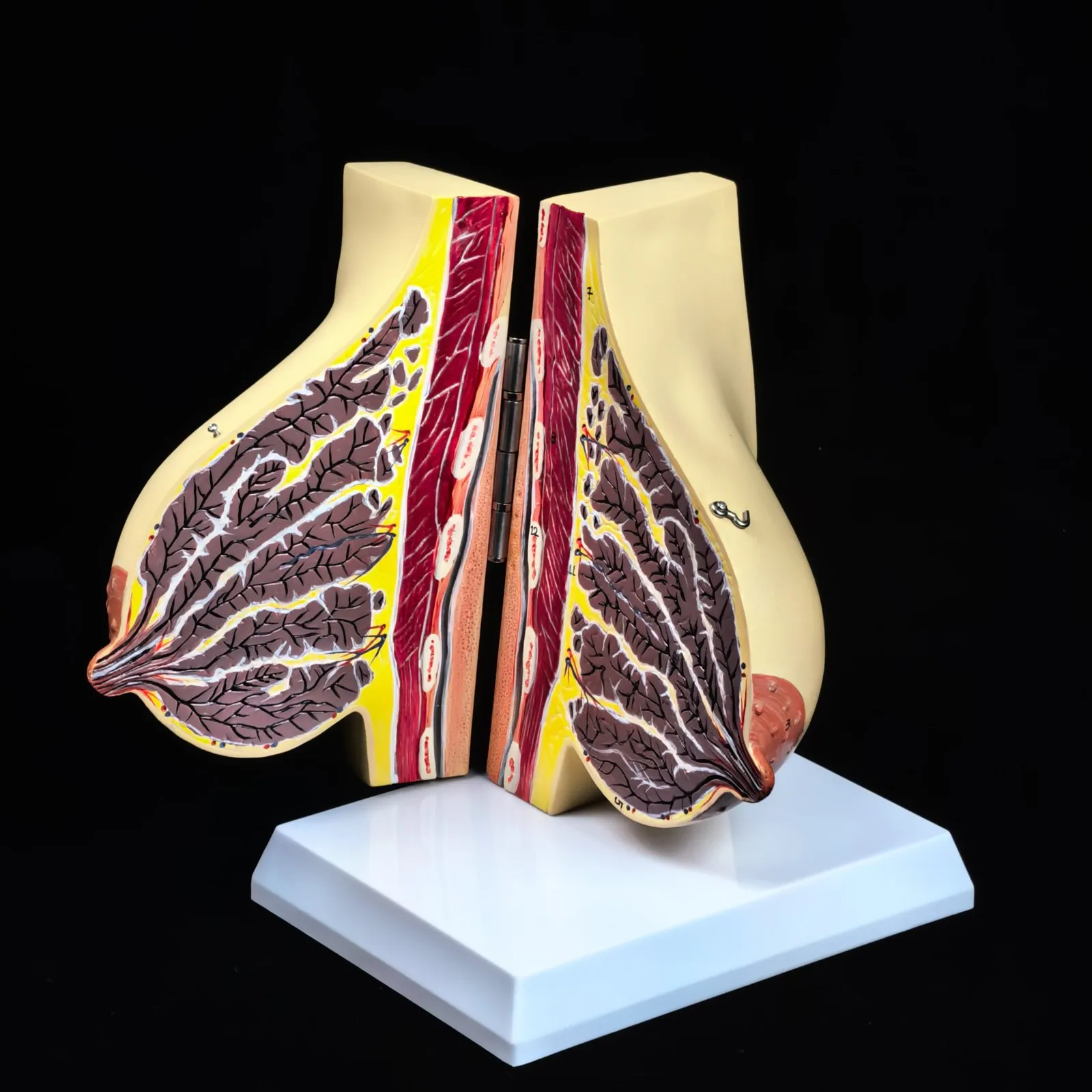 

PVC Human Feminine Lactation Anatomy of the Breast Model Anatomy Gynecology Teaching