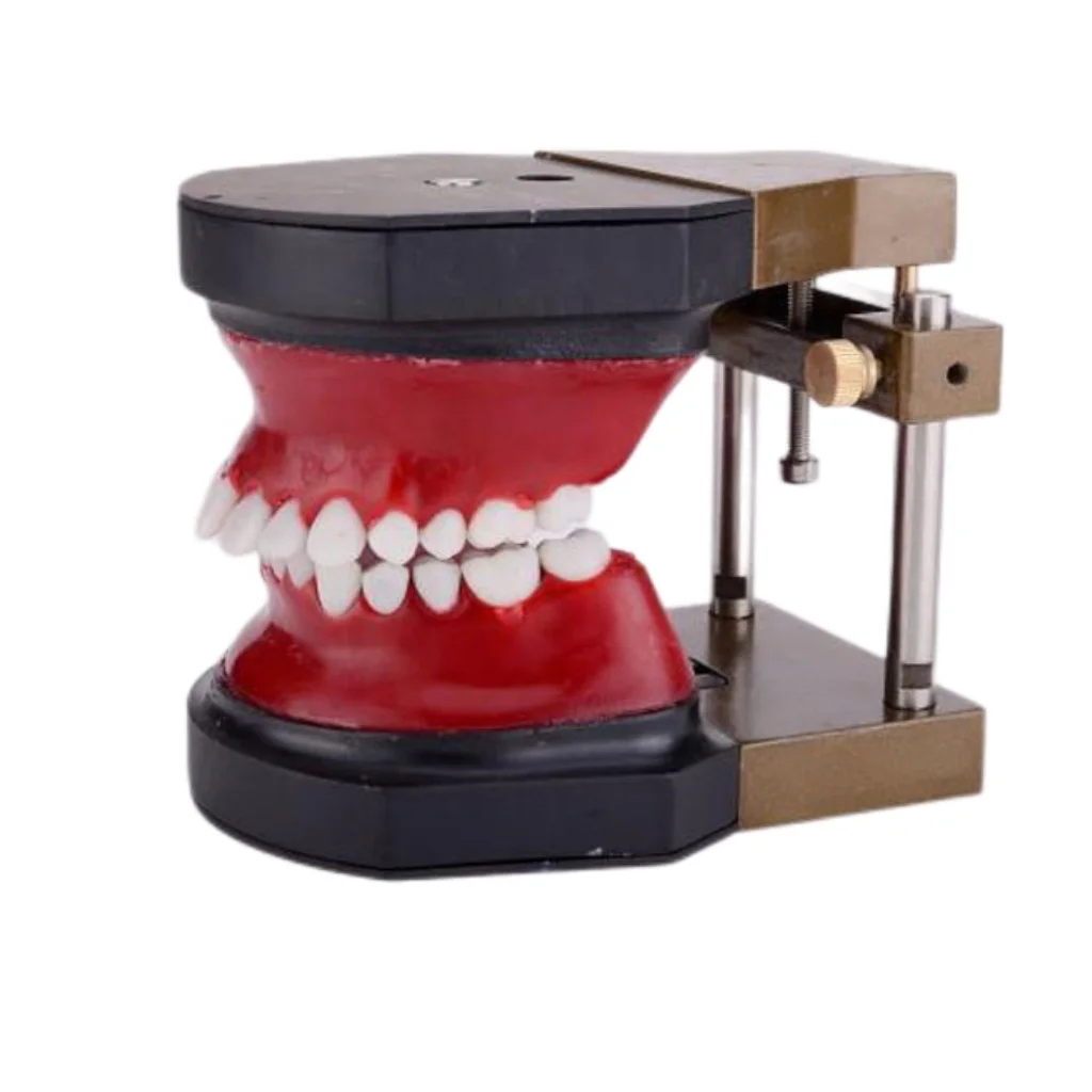 

YTYIN Orthodontic Training Model Typodont Teeth Model