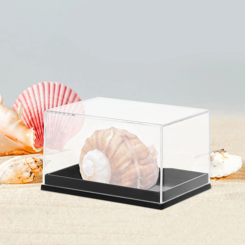 

8pcs Transparent Specimen Boxes High Transparency Material Specimen Display Mineral Shelf Cases Sea Shell Collection