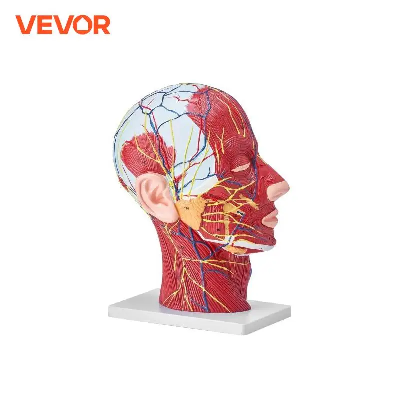 VEVOR Human Skull Mode Life-Size Painted PVC Detachable Learning Skull Model for Professional Teaching, Researching and Learning