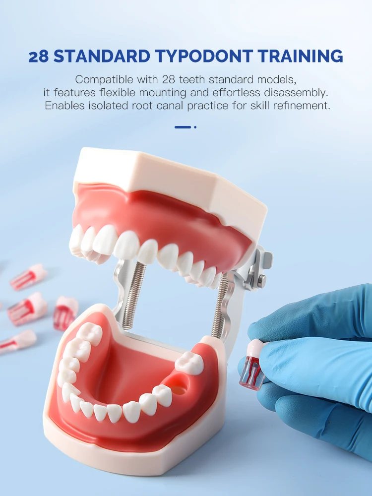 28-teiliges Set AZDENT Dental RCT Wurzelkanal-Übungsmodell Zähne Typodont Endo-Trainings- und Lehrmodell Endodontisches Harzzahnmodell – Detail 8
