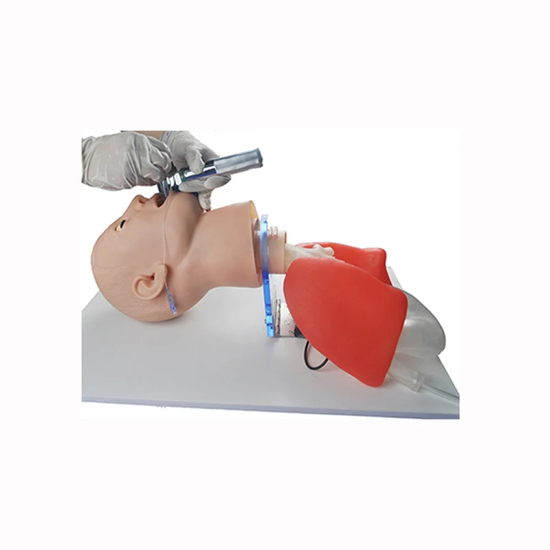 Medical Science Clinic Tube Intubation Training Model for University