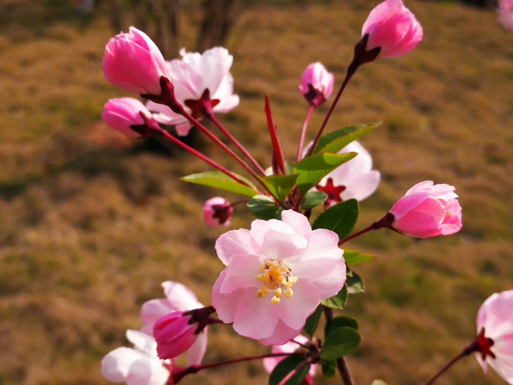 

4PCS/Set Aluminium Alloy Mental Brake Disc Drive Hub for trxs1/10 4-TEC Drift Ford Mustang Accessories
