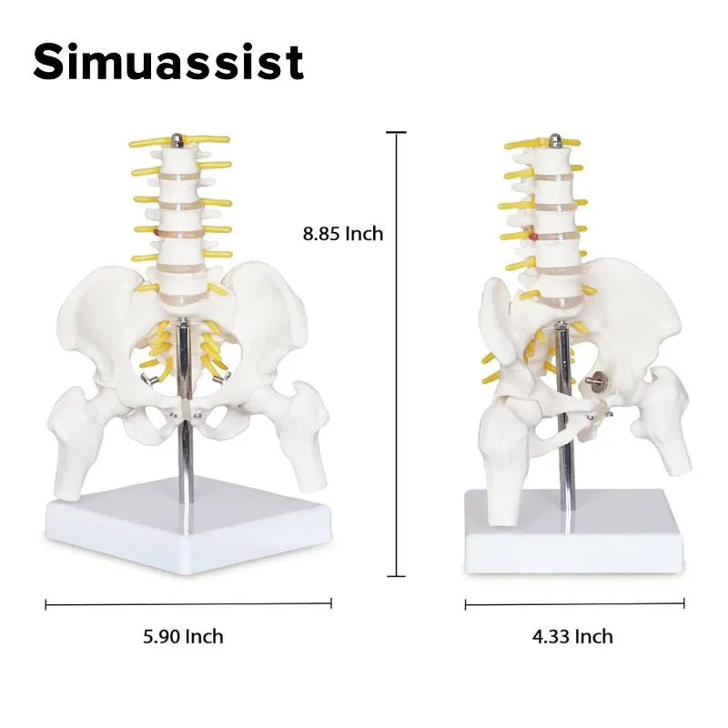 Équipement pelvien humain avec cinq vertèbres lombaires et colonne vertébrale fémur, modules de modèle de colonne vertébrale, mini anatomie