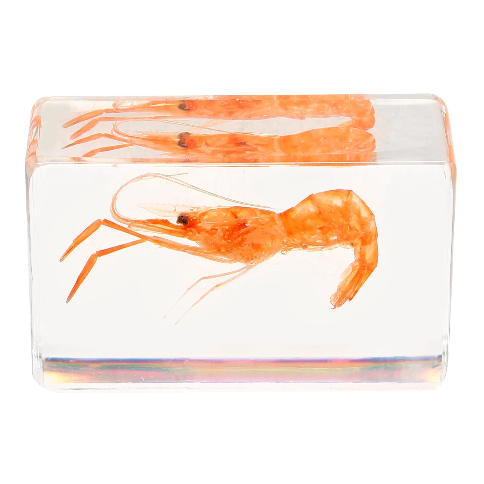 

Shrimp Specimen Paperweight Craft Resin Decoration Science Education Desktop Display Lightweight Portable Stylish Creative Resin