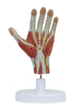 

Enlarged Model of Hand Anatomy Medical Science Hand Anatomical Simulator Educational Teaching Aids for Middle School