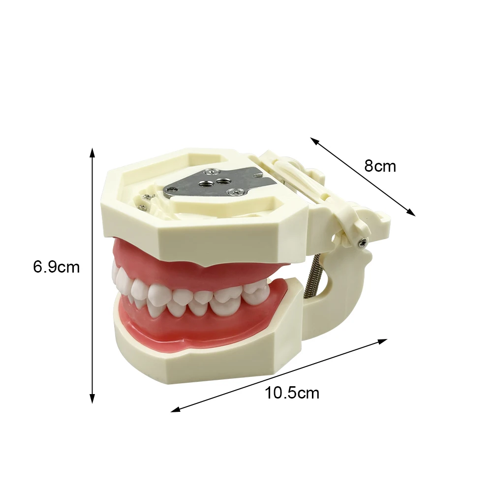 Dental Practice Model 28 Teeth Training Model Jaws With Removable Tooth Plastic Articulator Typodont For Teaching Studying Demo