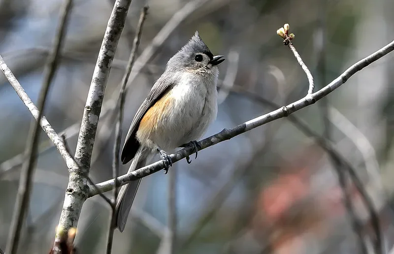 

UCX2402 1:18 4WD RC Truck — высокоскоростной внедорожный грузовик 2,4 ГГц, 7,4 В, со светодиодной подсветкой