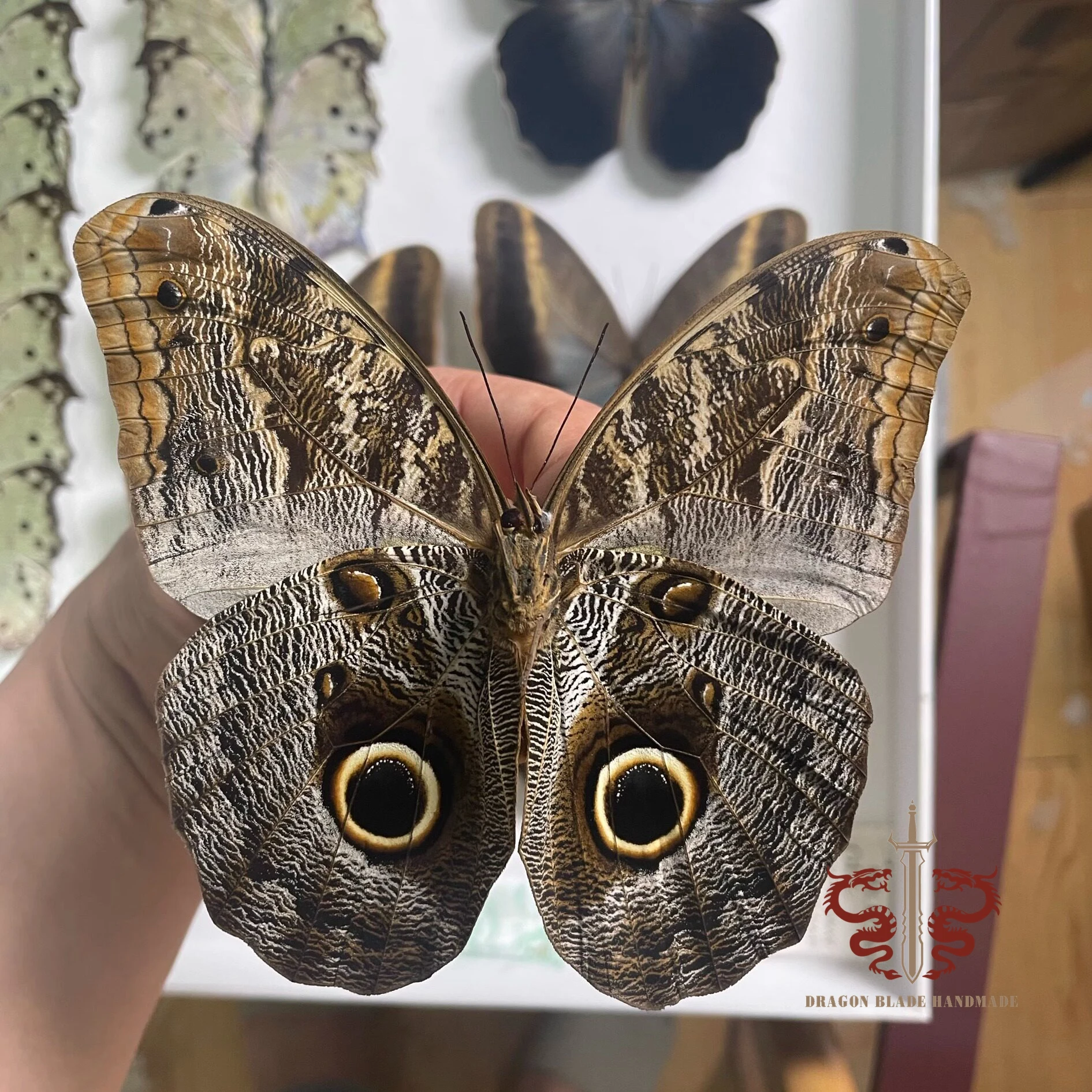 Butterfly specimen Caligo eurilochus, 1pc wings spread A1/A- high quality, Decorative Display Collection Gifts