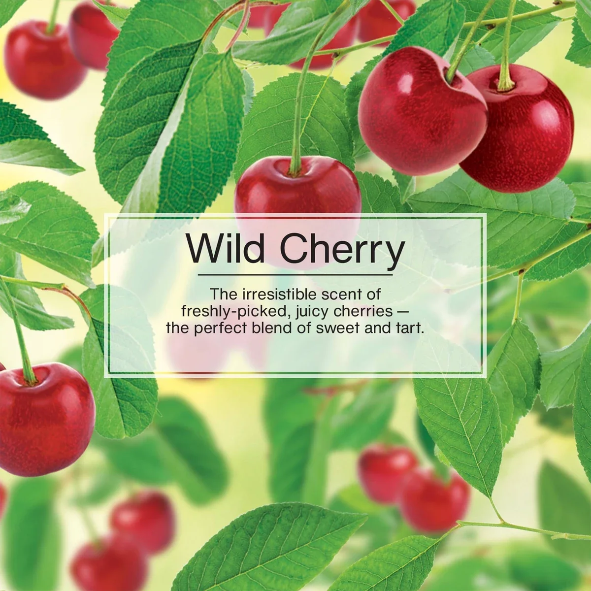 

2pcs Little Trees 4pk Vent Wrap Wild Cherry Air Freshener