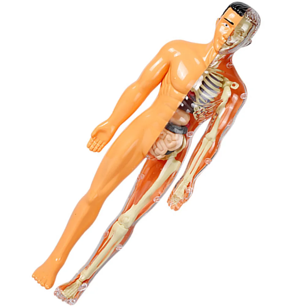 Human Organ Model Anatomy Body Playset for 5-7 Dissection Kit Plastic Disassembled Organs