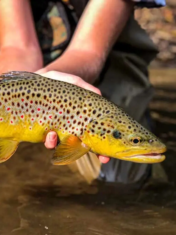 Anzuelos Elite TG para pesca con mosca – Jig boca ancha trucha - imagen 2