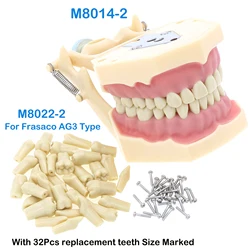 Dental Teeth Model Screw-in Replacement Teeth Compatible Frasaco AG3 Type typodont Soft Gum Gingivae Teeth Model Resin Material