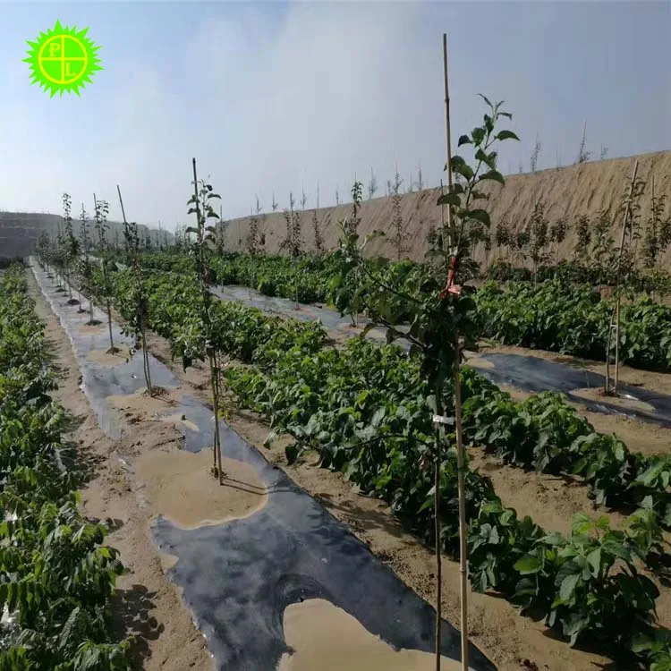 2025년 농업 보호용 흰색 또는 은색 검정색 플라스틱 지표 멀칭 시트