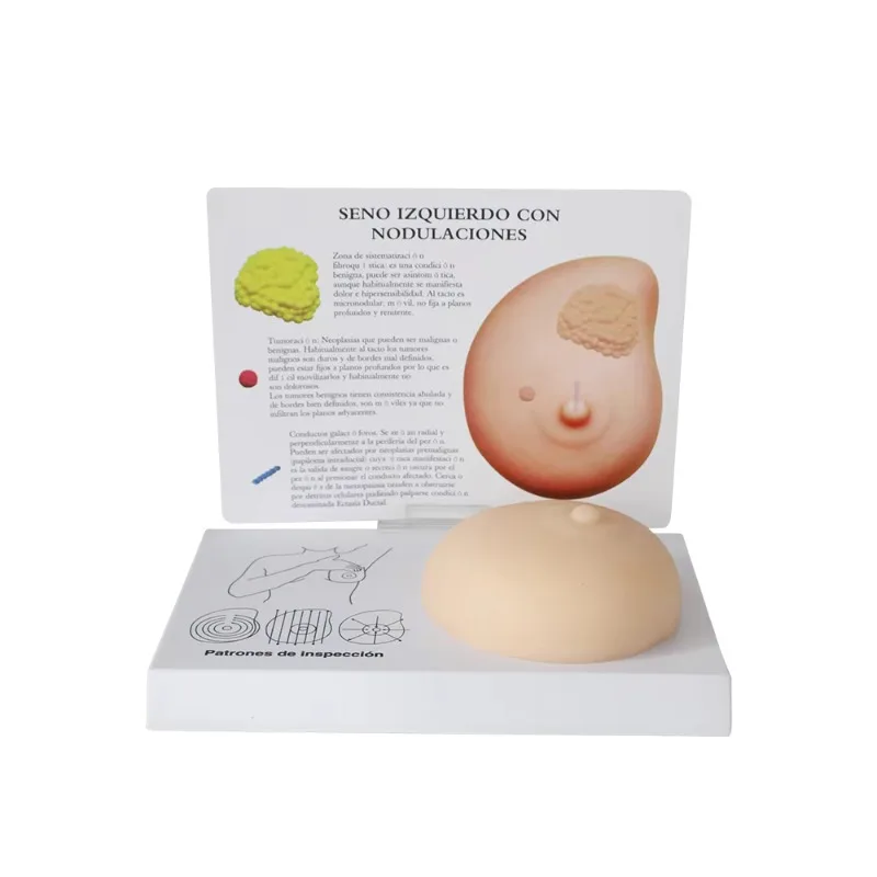 Pathological Breast Model Breast Hard Lump Soft Material Silicone Family Planning Office Medical Teaching Model