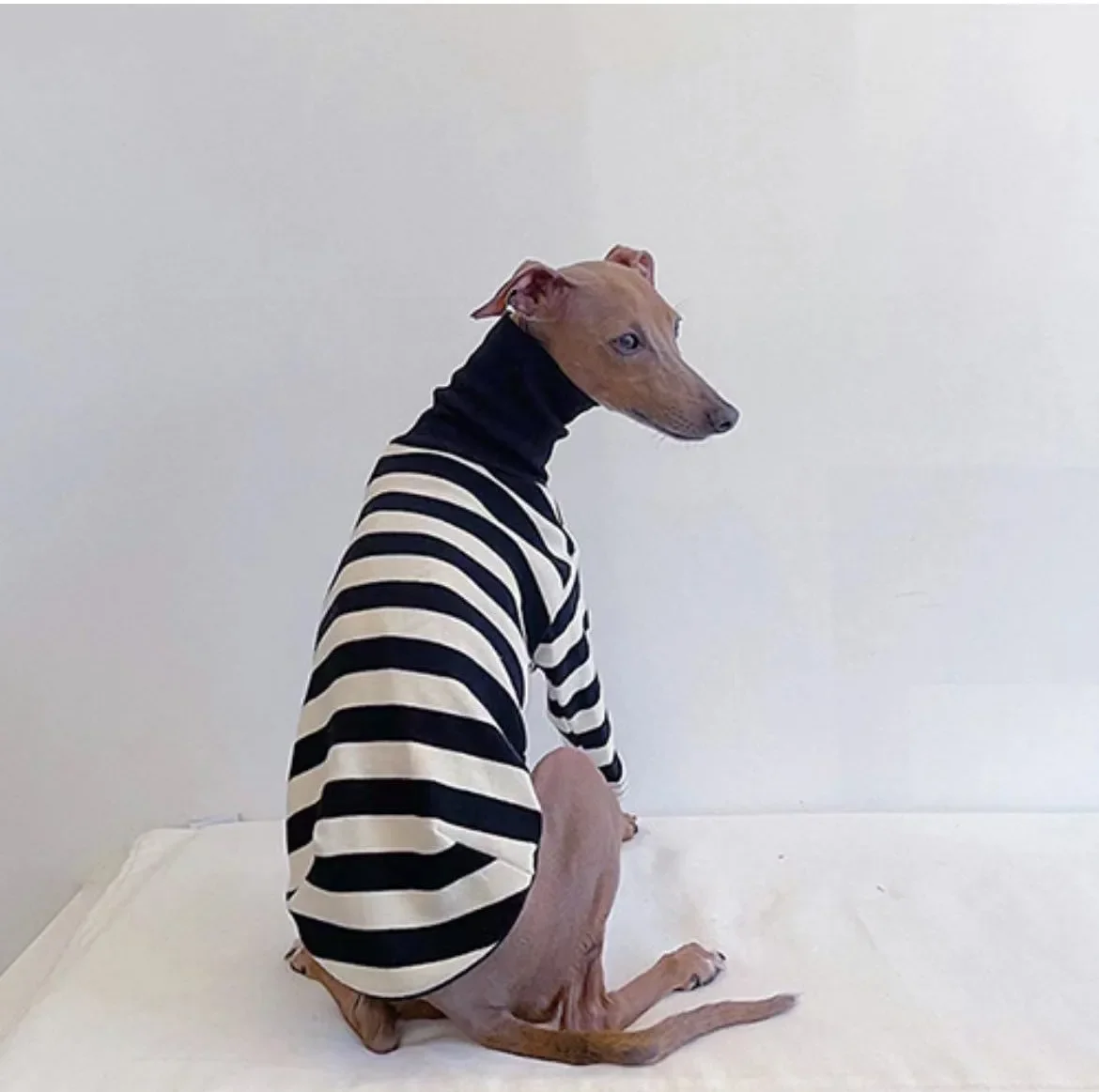 

Italian Greyhound Clothes High Neck Striped Cotton Stretch Puppy Whippet Clothes Lingtons Medium Dog Autumn Pet Clothes