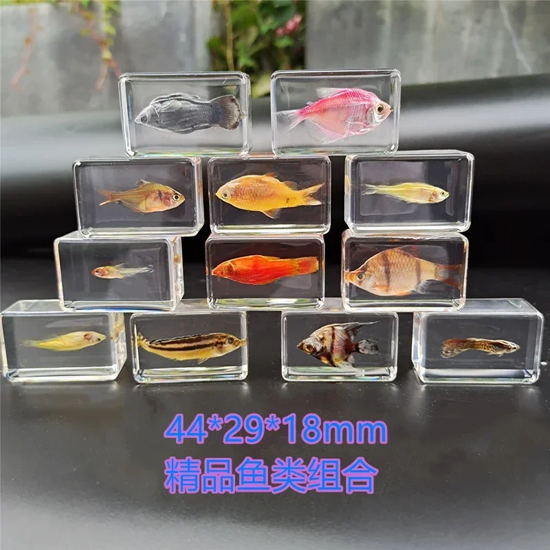 29 kindof New Hot Selling Real Insect Resin Specimen Stag Beetle Locust Crab Scarab Bee Spider Teaching Collection