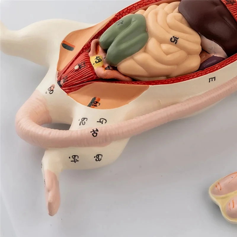 A29F-Rat Modello di Anatomia Mouse Bianco Organo Interno Struttura Anatomia Biologia Insegnamento Sperimentale Animale Allevamento Anatomico