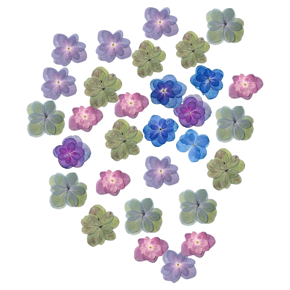 

30pcs Dried Double Hydrangea Flowers Multicolored Pressed Specimen Natural Craft Material Kit for Resin Glass Accessories Art
